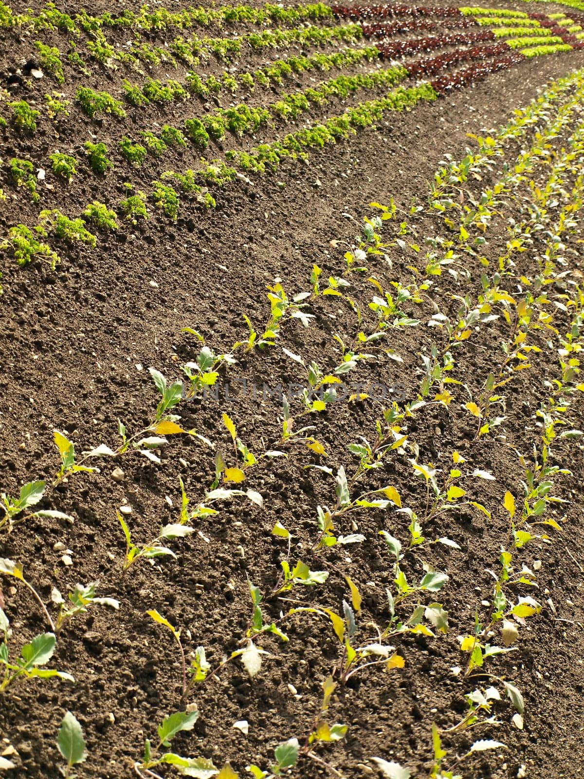 Lettuce cultivation