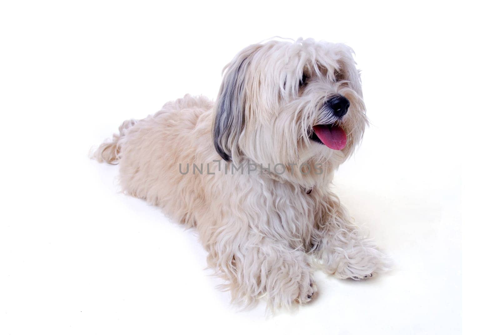 Havanese