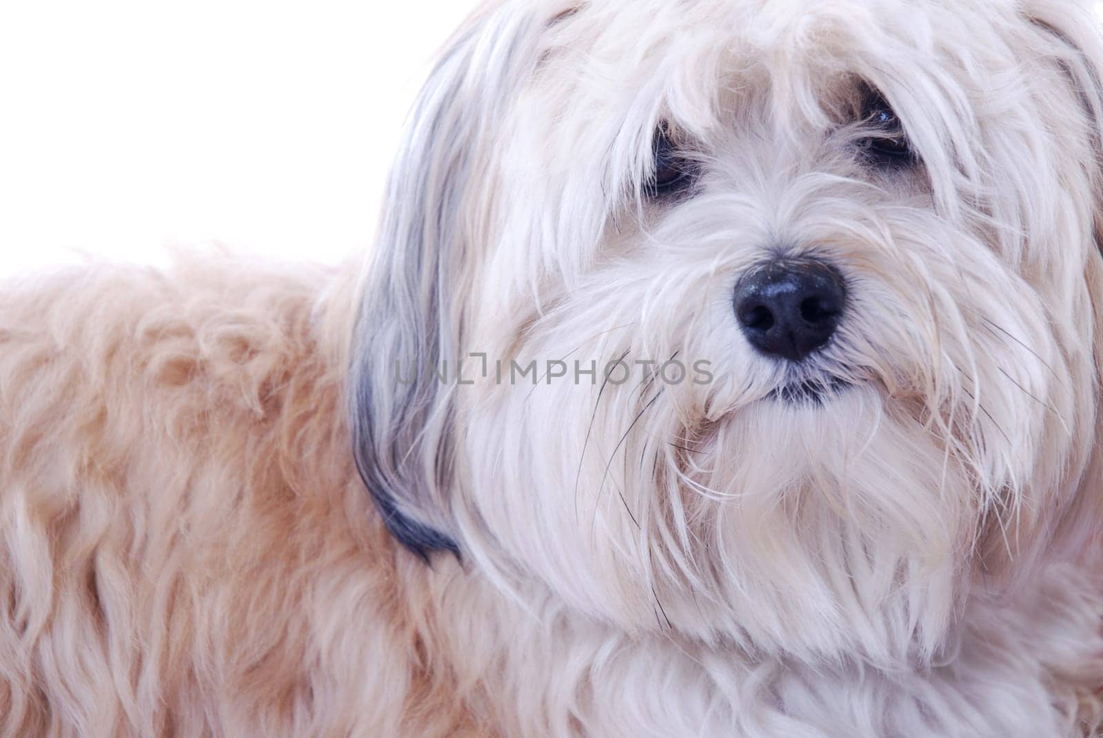 Havanese