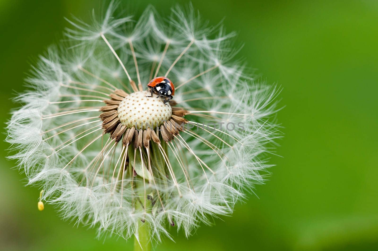 Ladybug on a dandelion