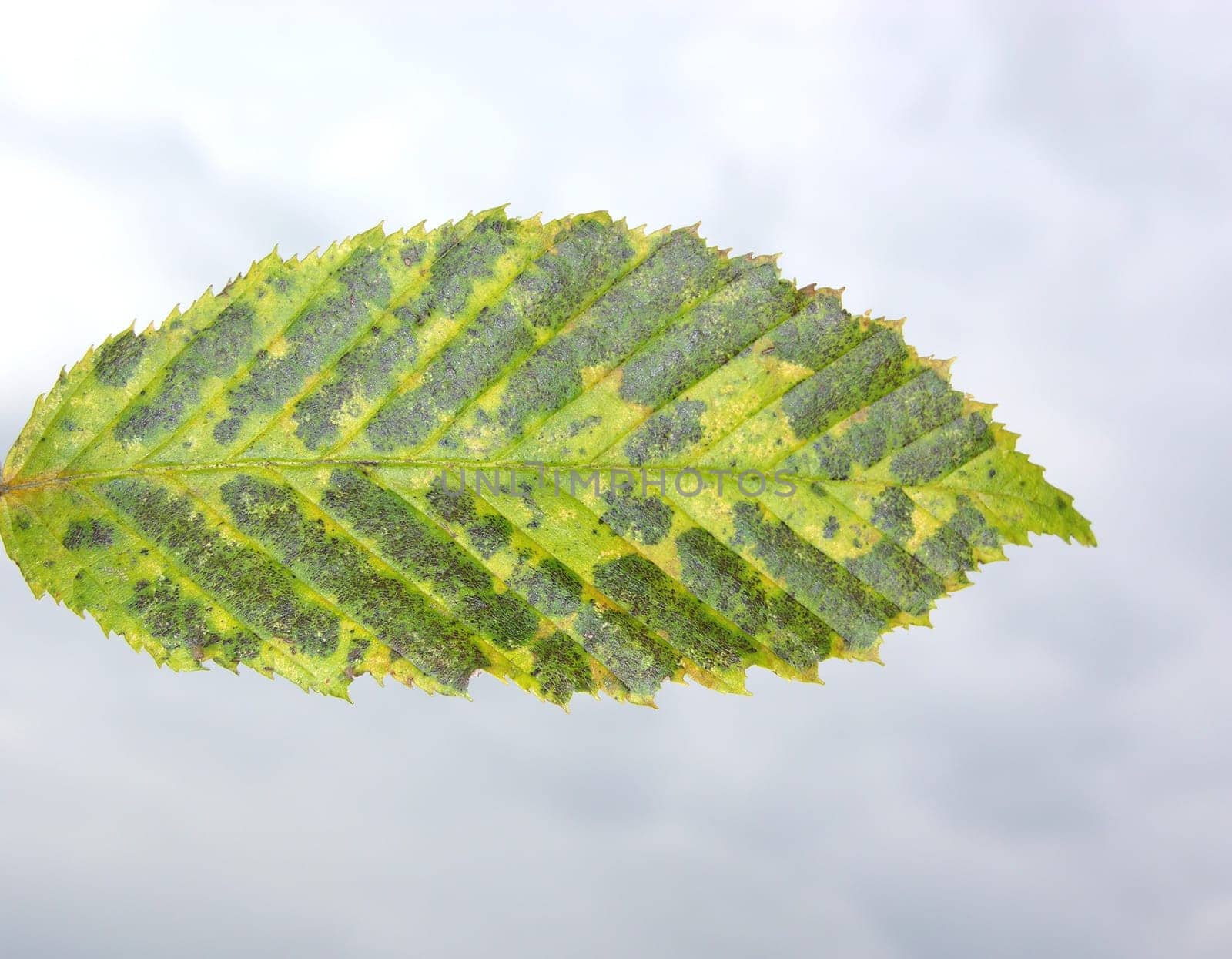 Autumn leaf against gray sky