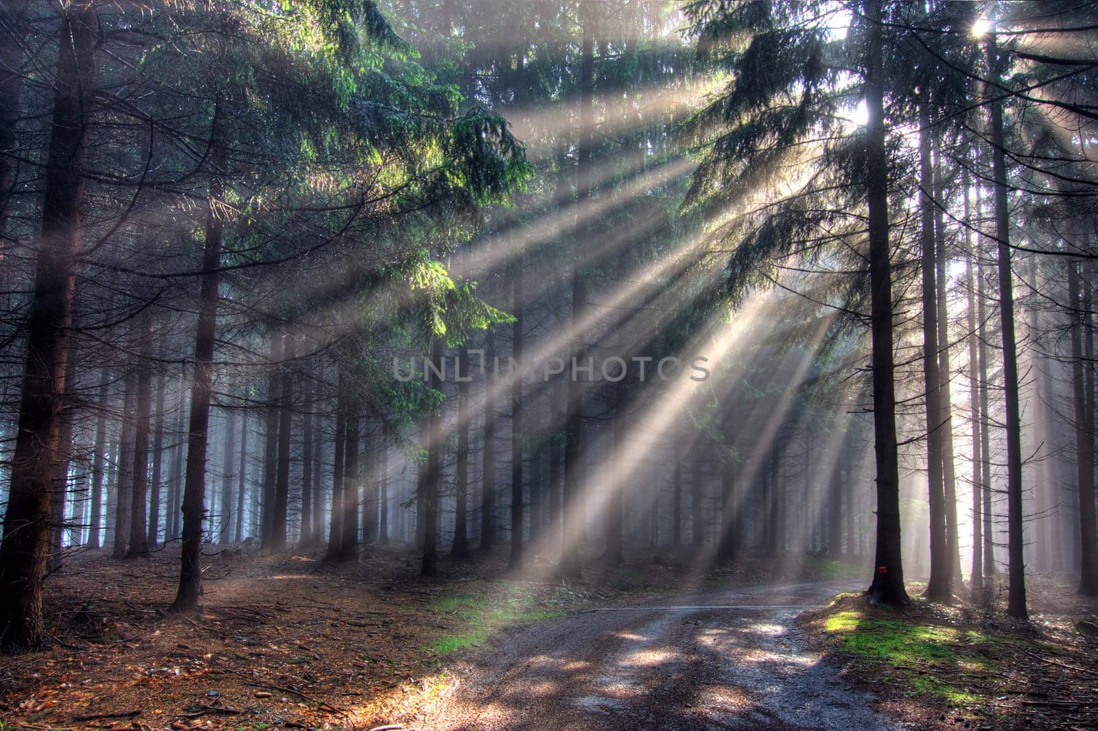 God beams - coniferous forest in fog