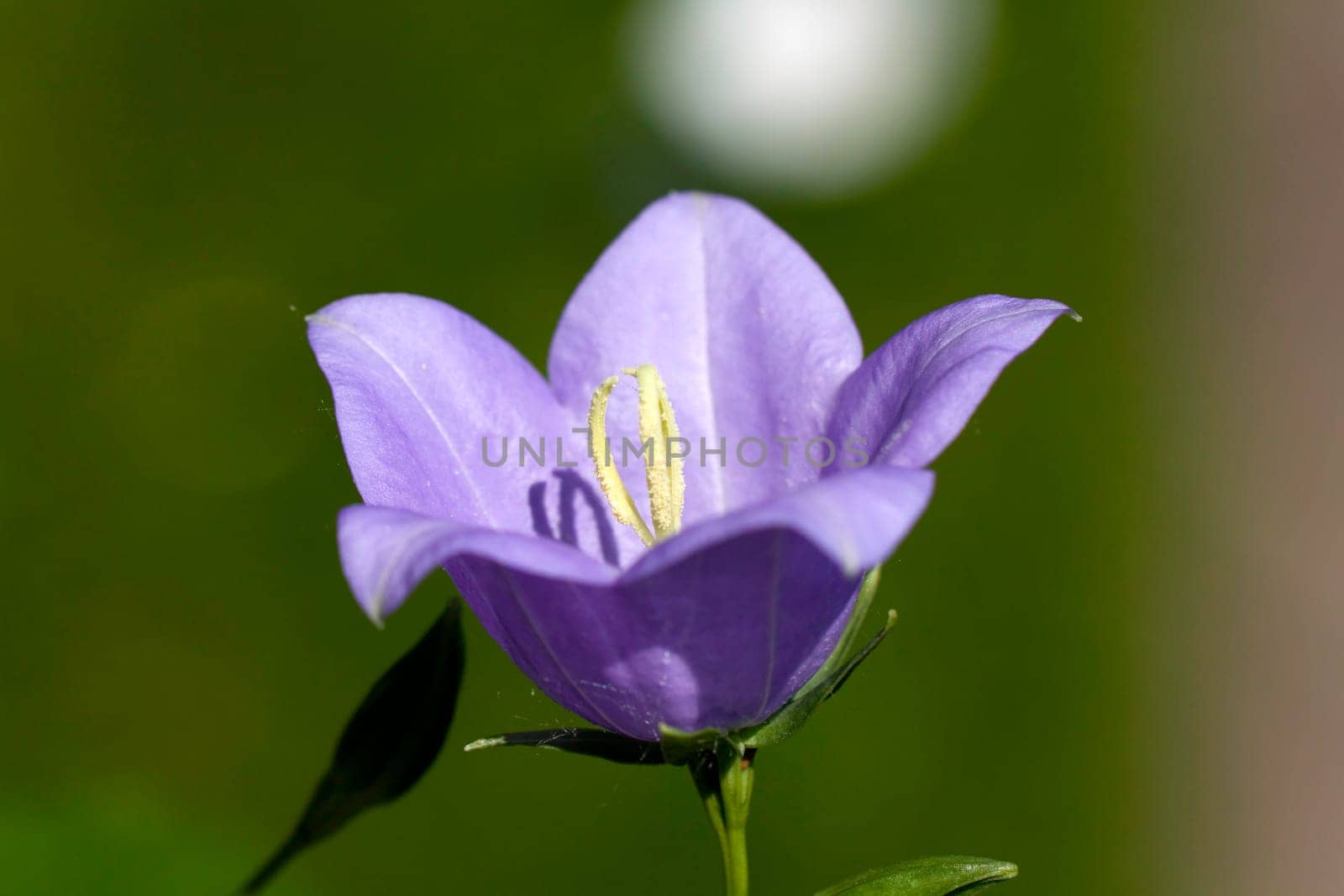 Bellflower