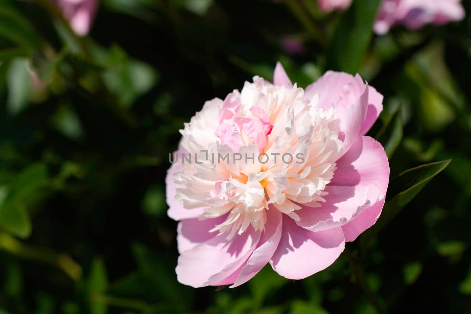 Pink Rose