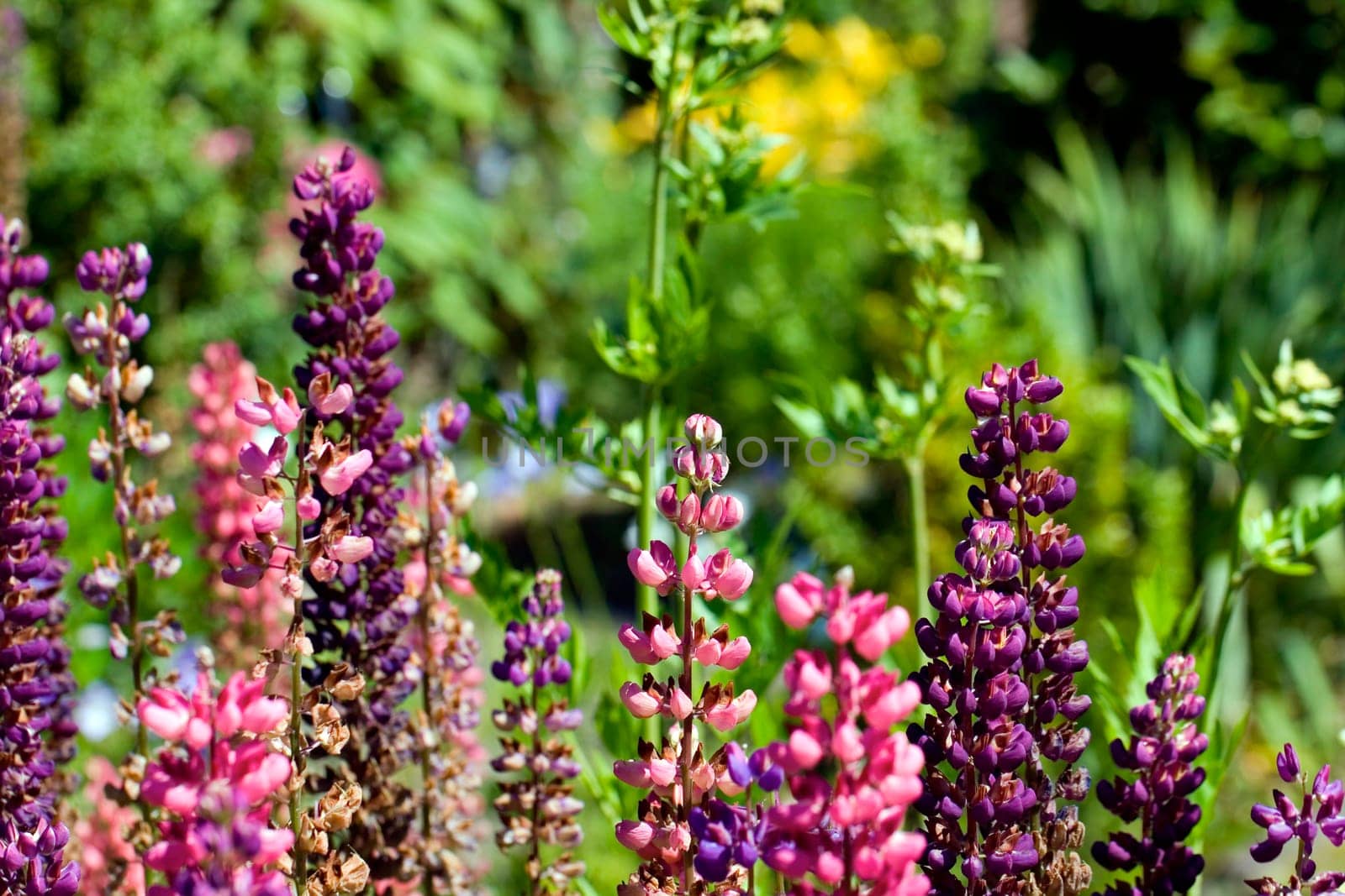 Colorful lupins