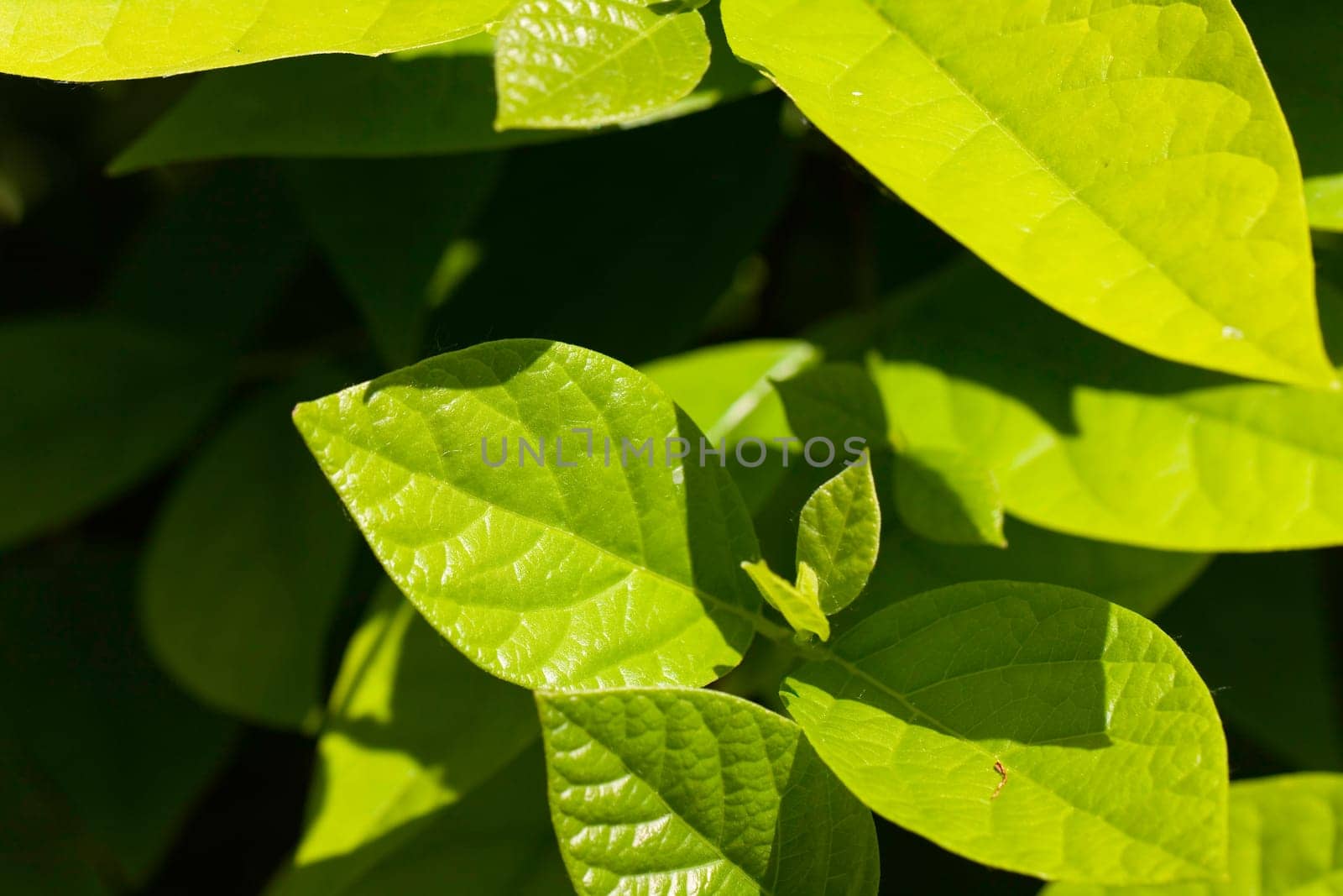 Cherry laurel leaf in the garden