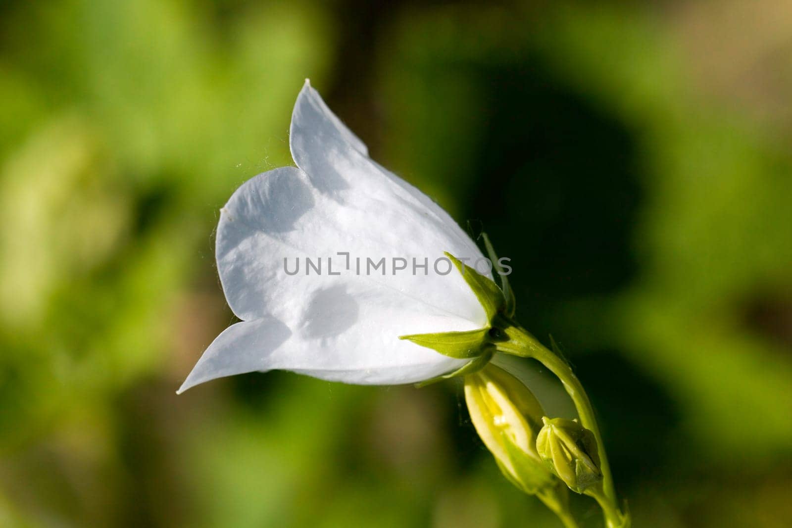 Bellflower