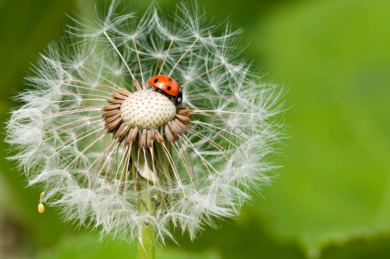 Ladybug on a dandelion