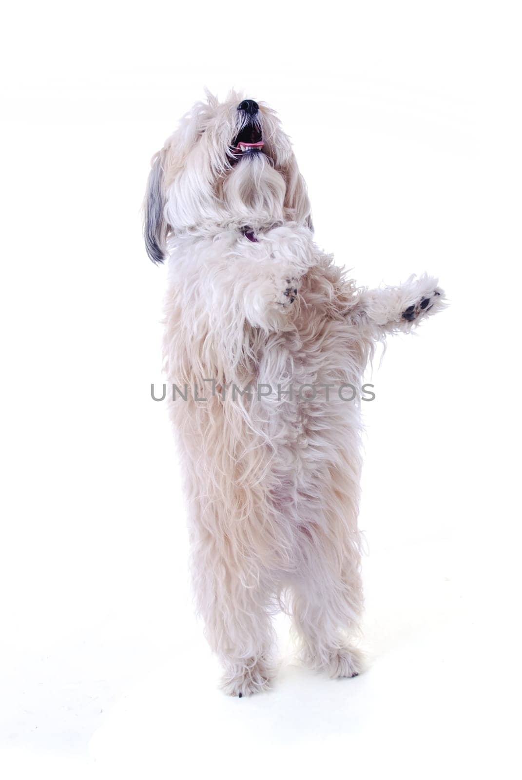 Havanese