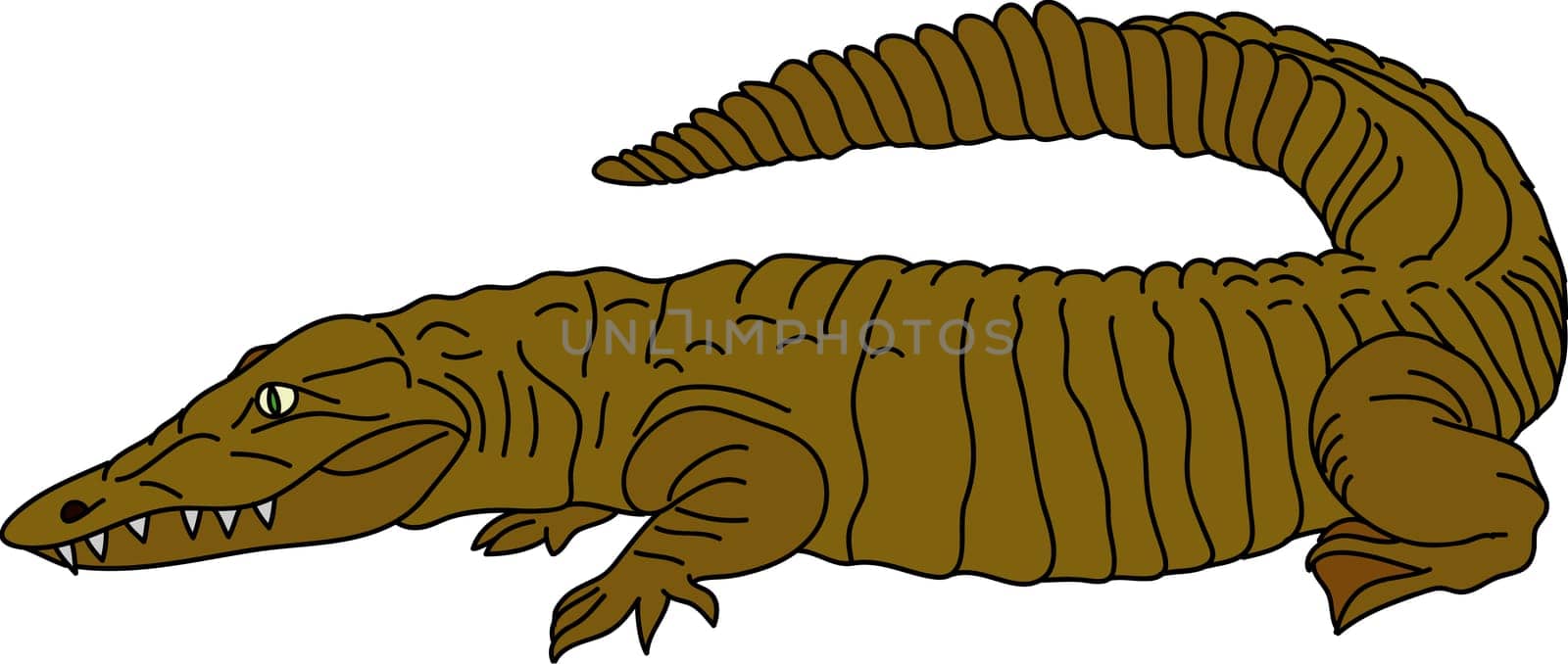 crocodille