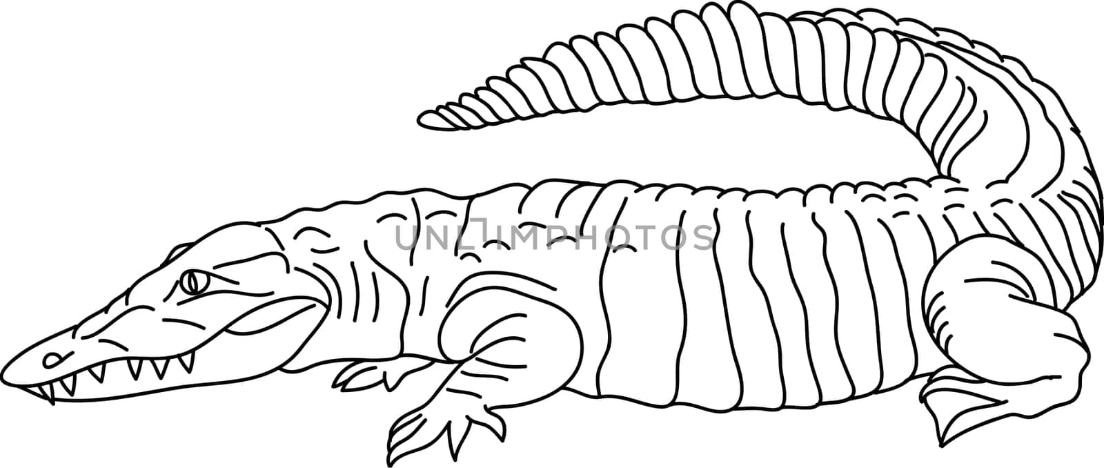 crocodille