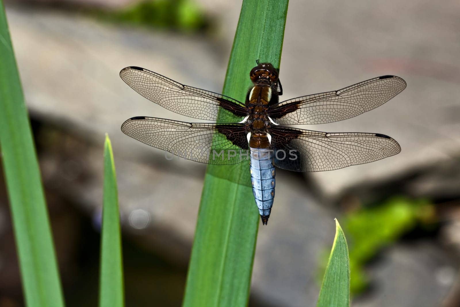 Flat-bellied - Dragonfly III