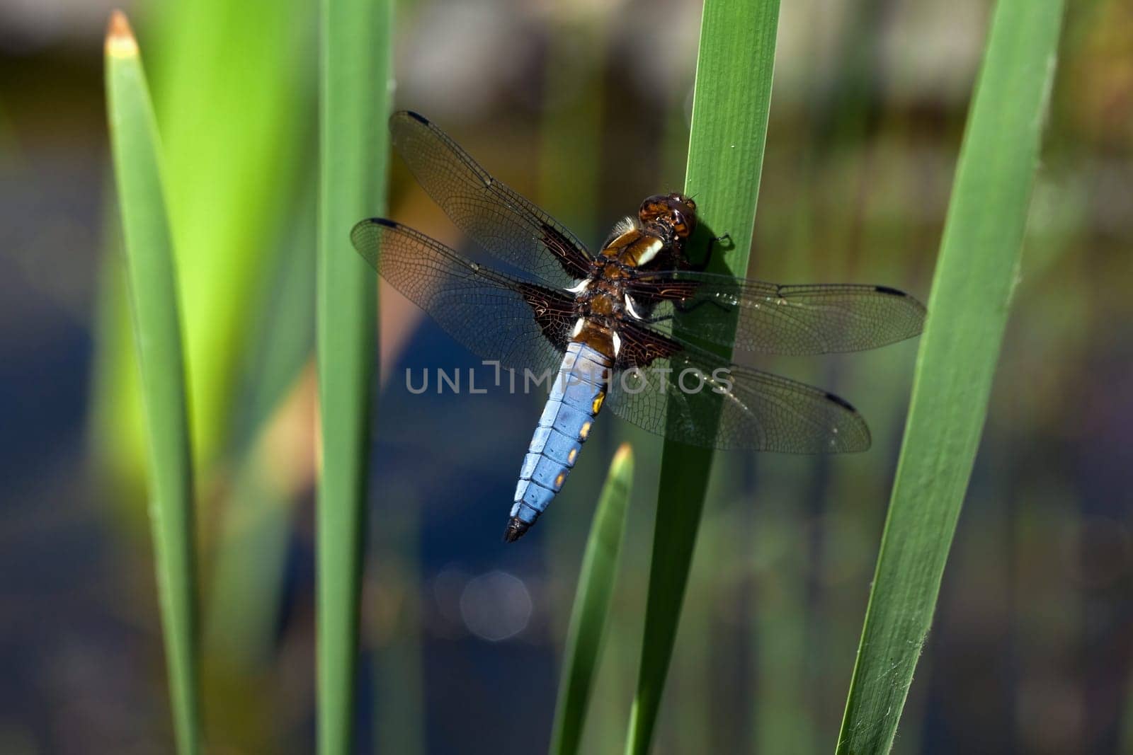 Flat-bellied - Dragonfly IV