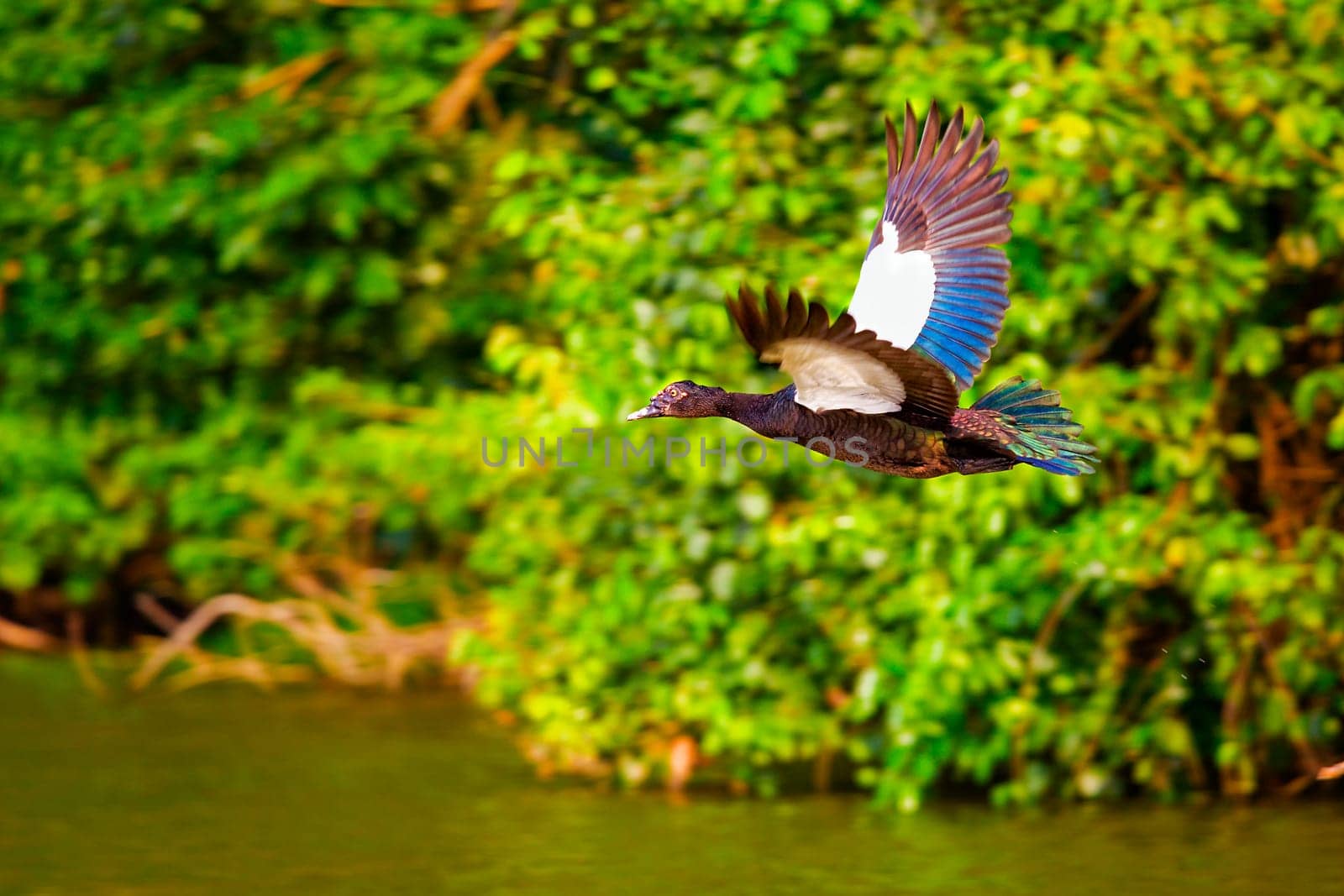 Muscovy duck