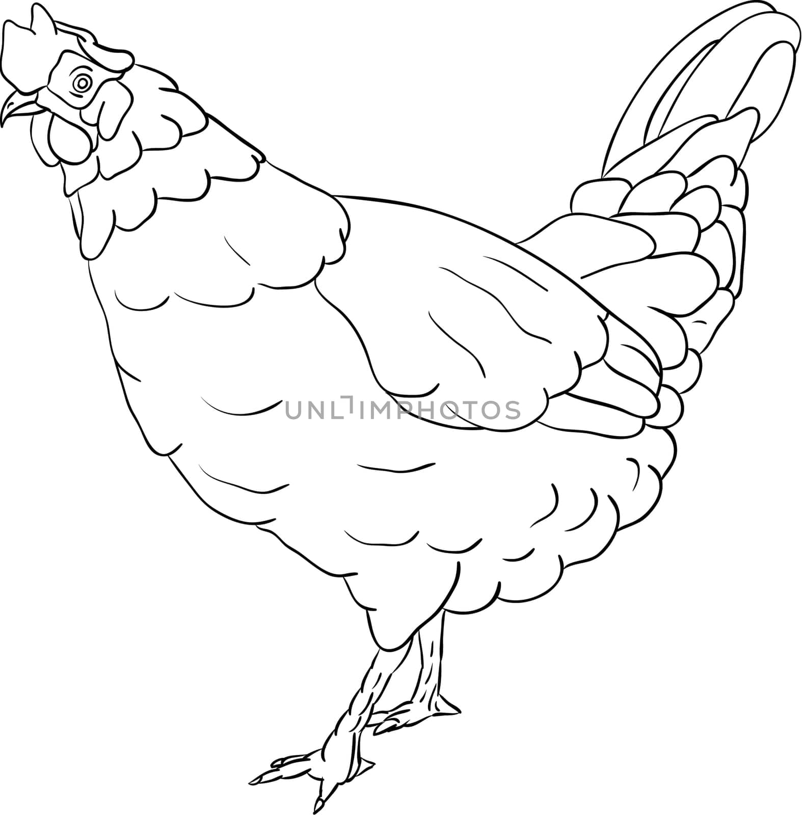 hen