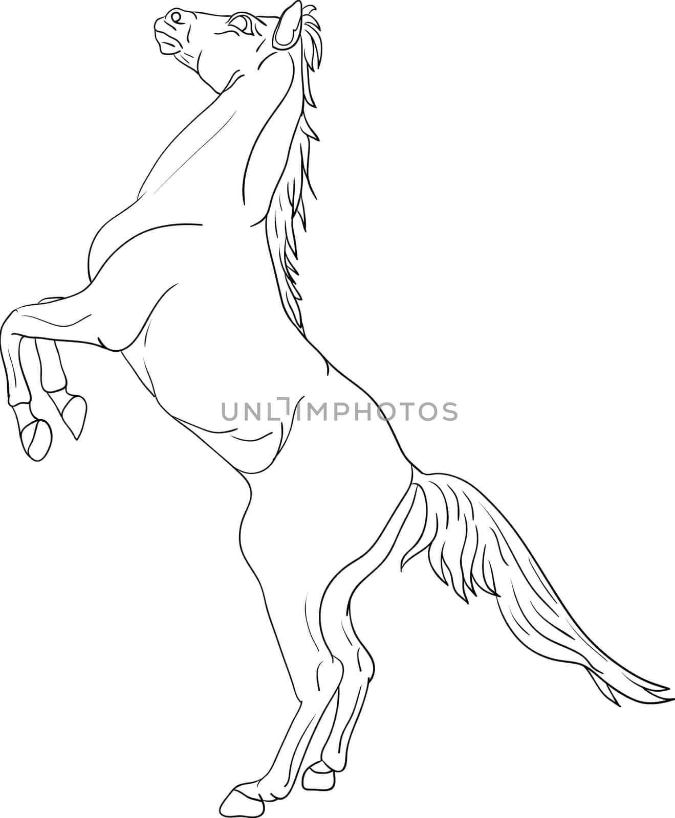 horse