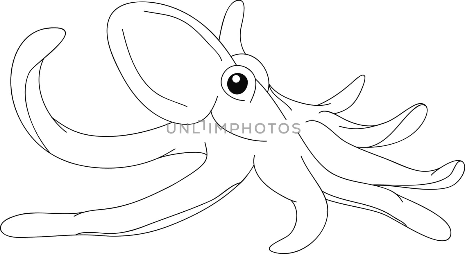octopus