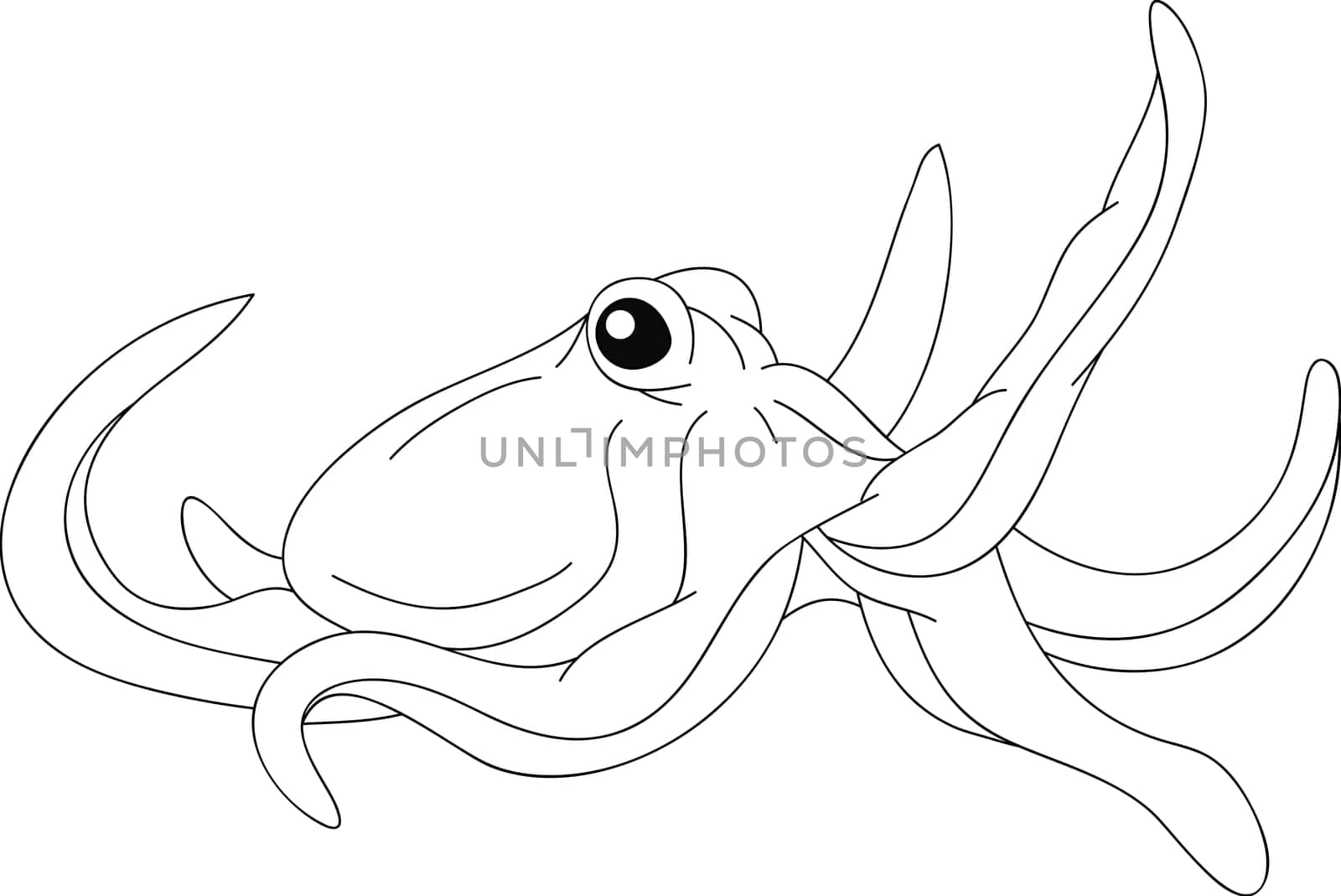 octopus