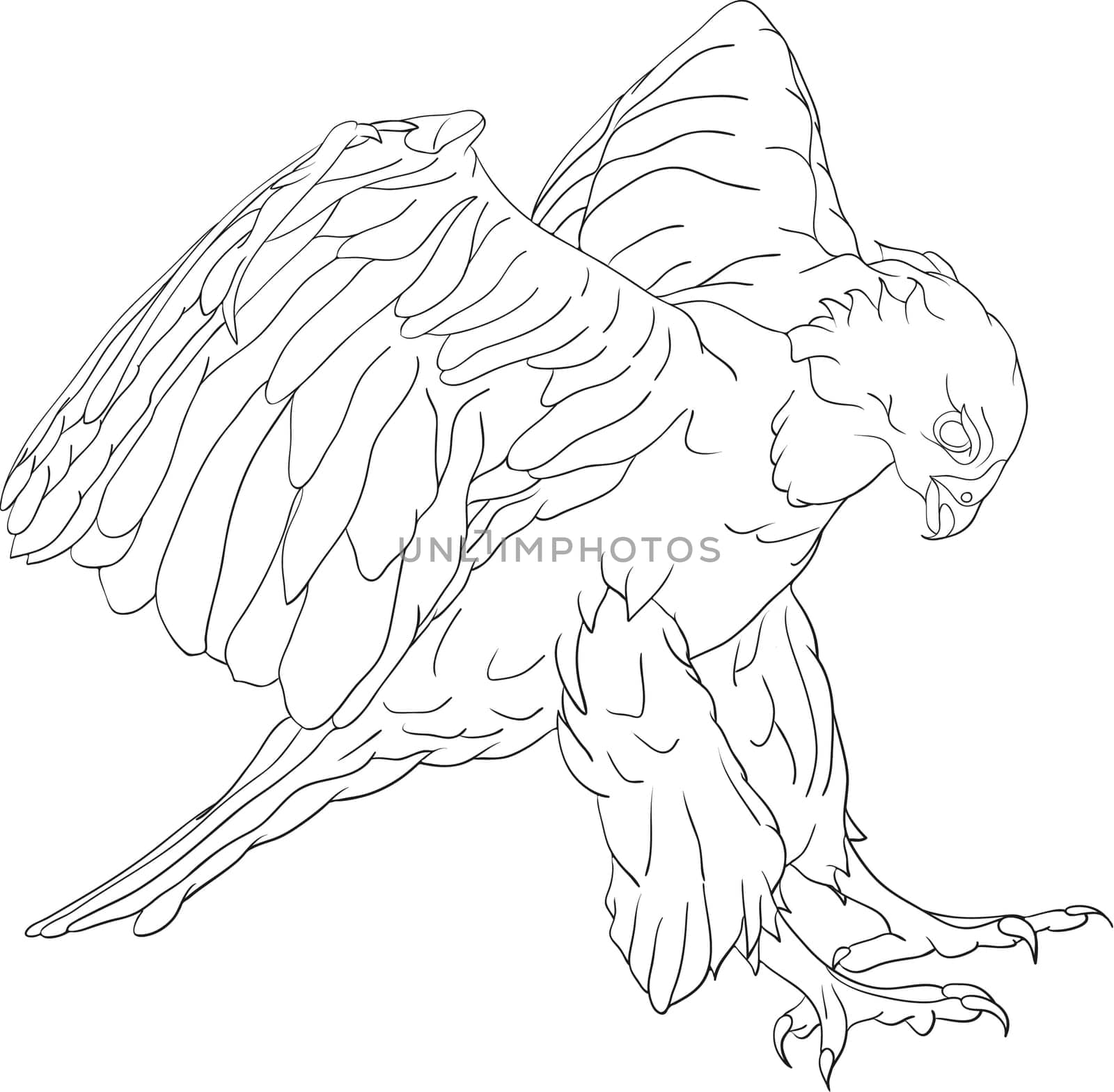 attacking hawk