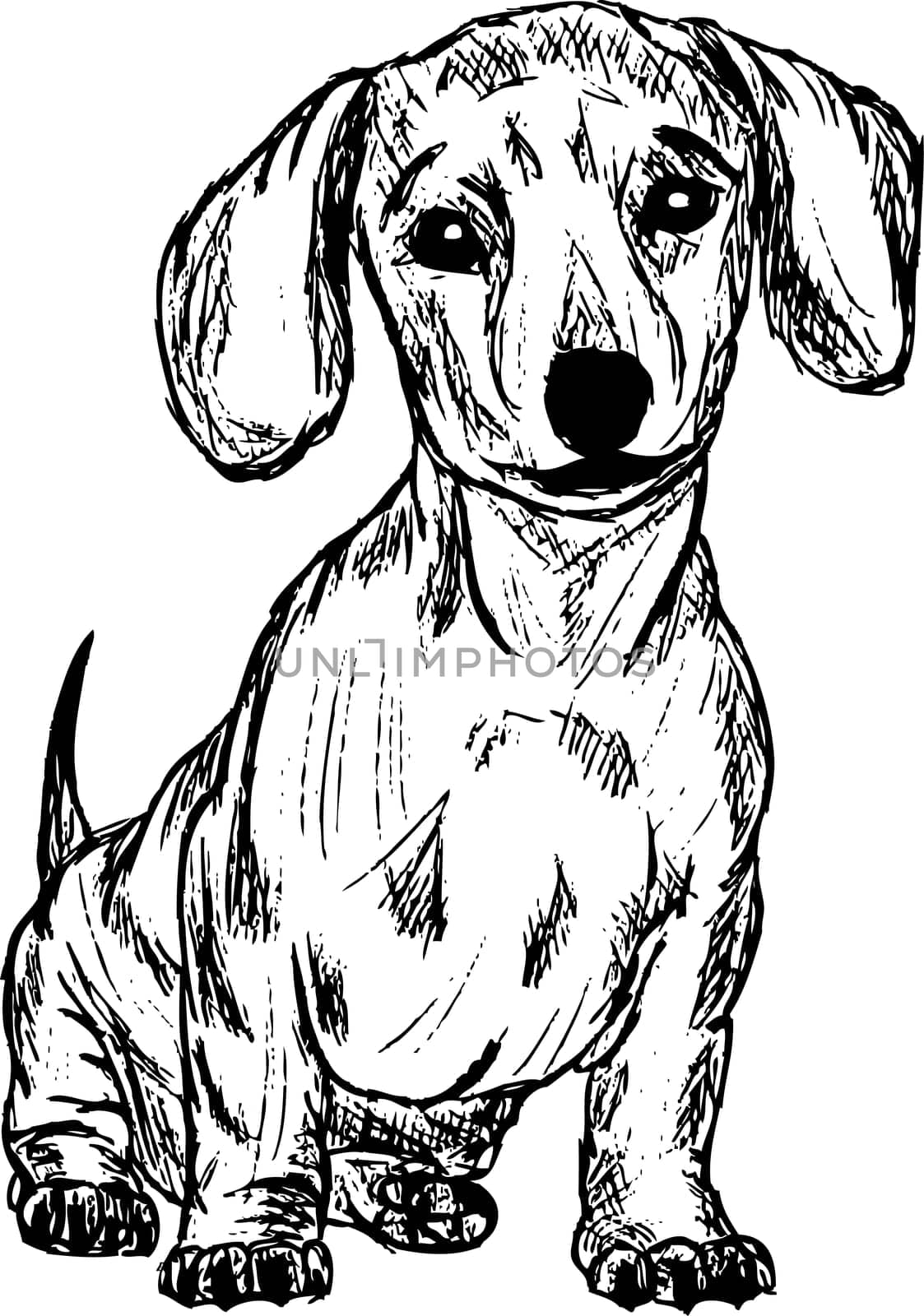 dachshund