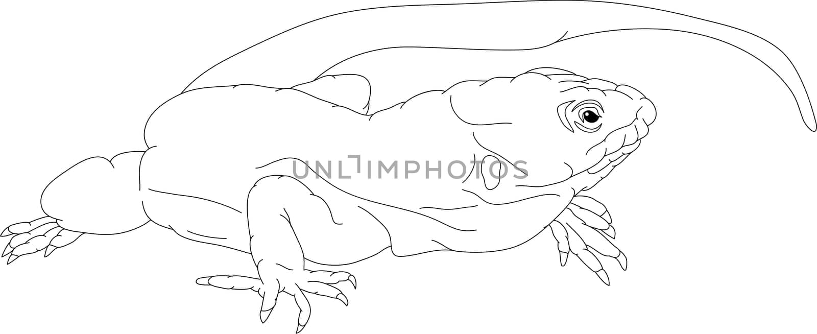 lizard