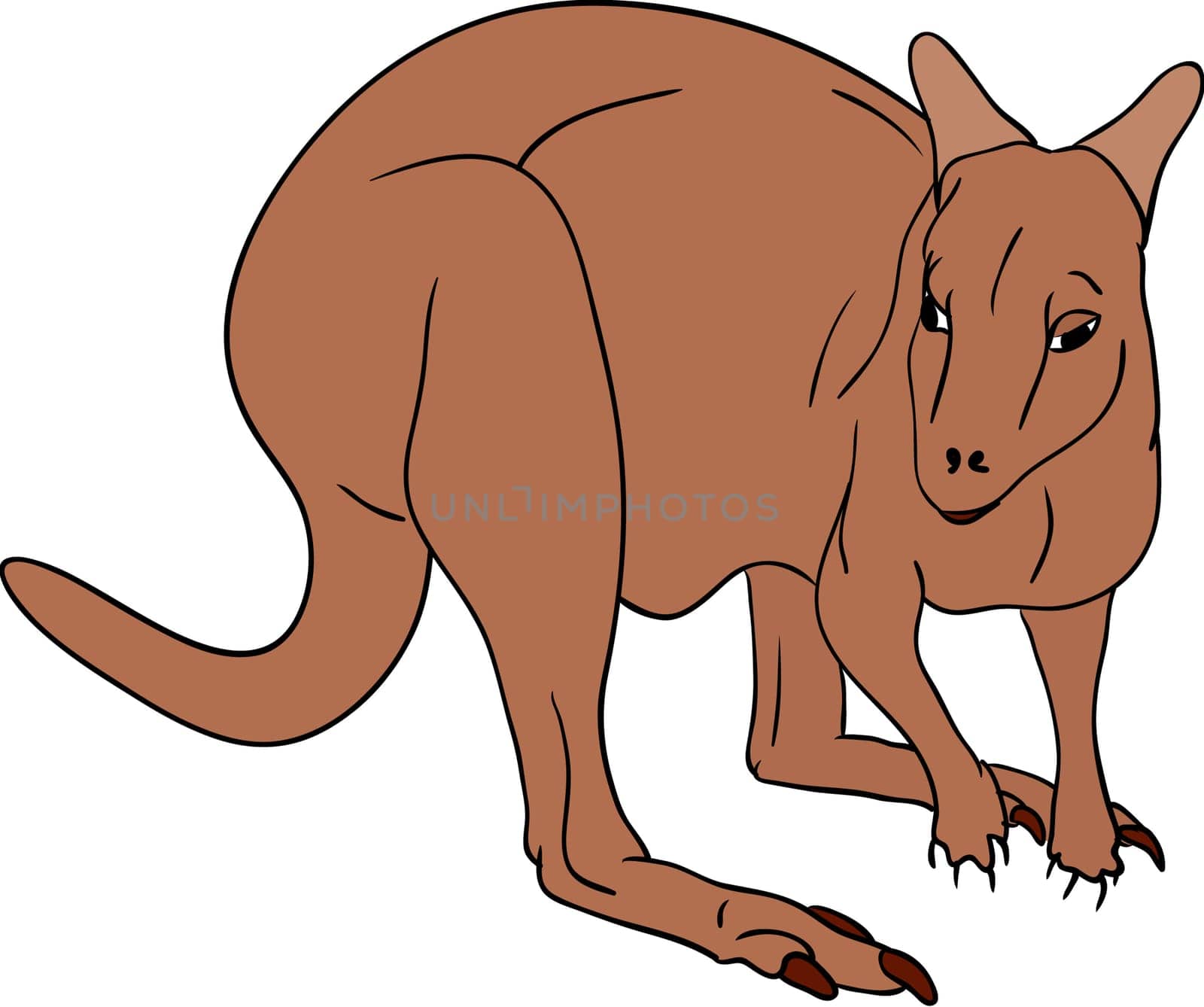 kangaroo