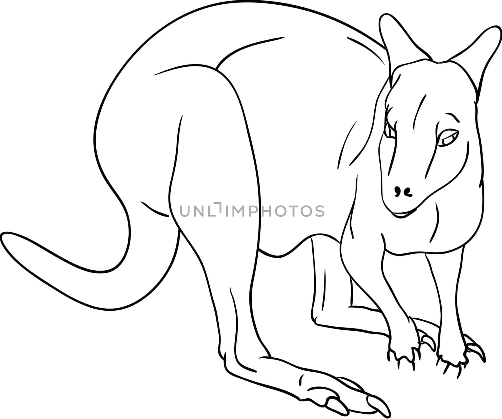 kangaroo