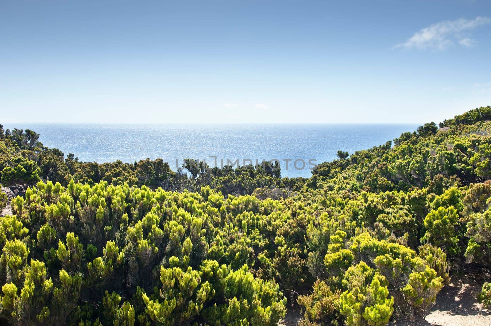 Junipers in Faial coast