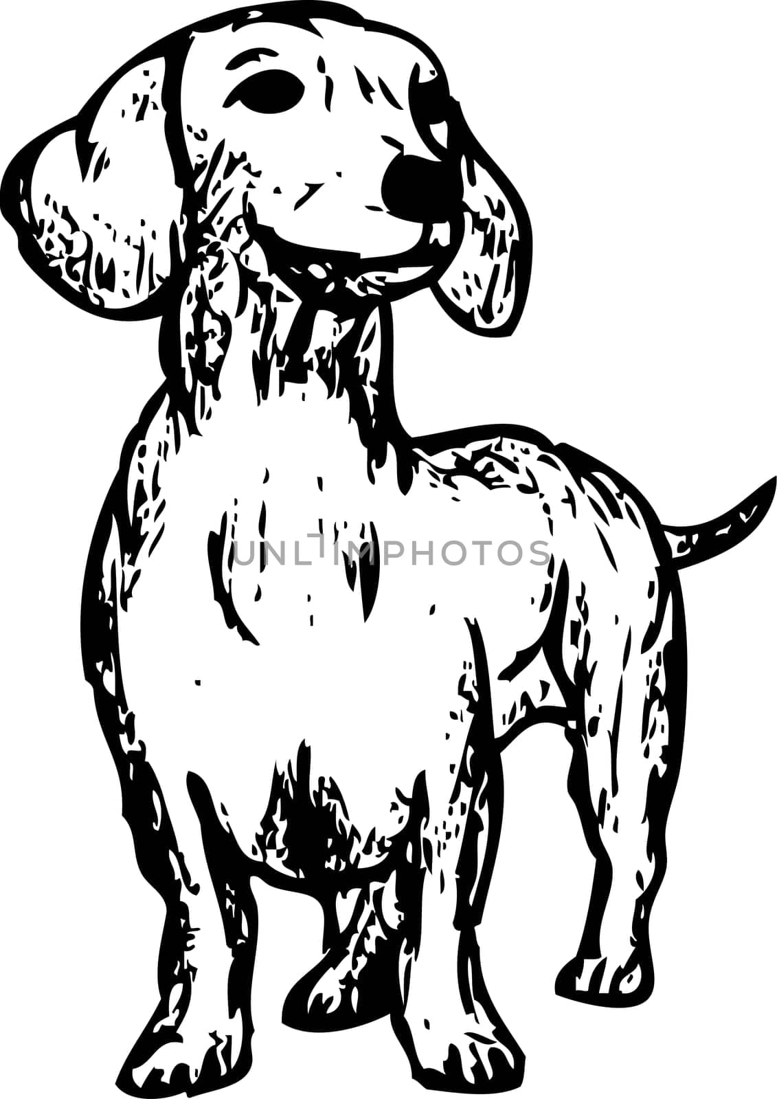 dachshund