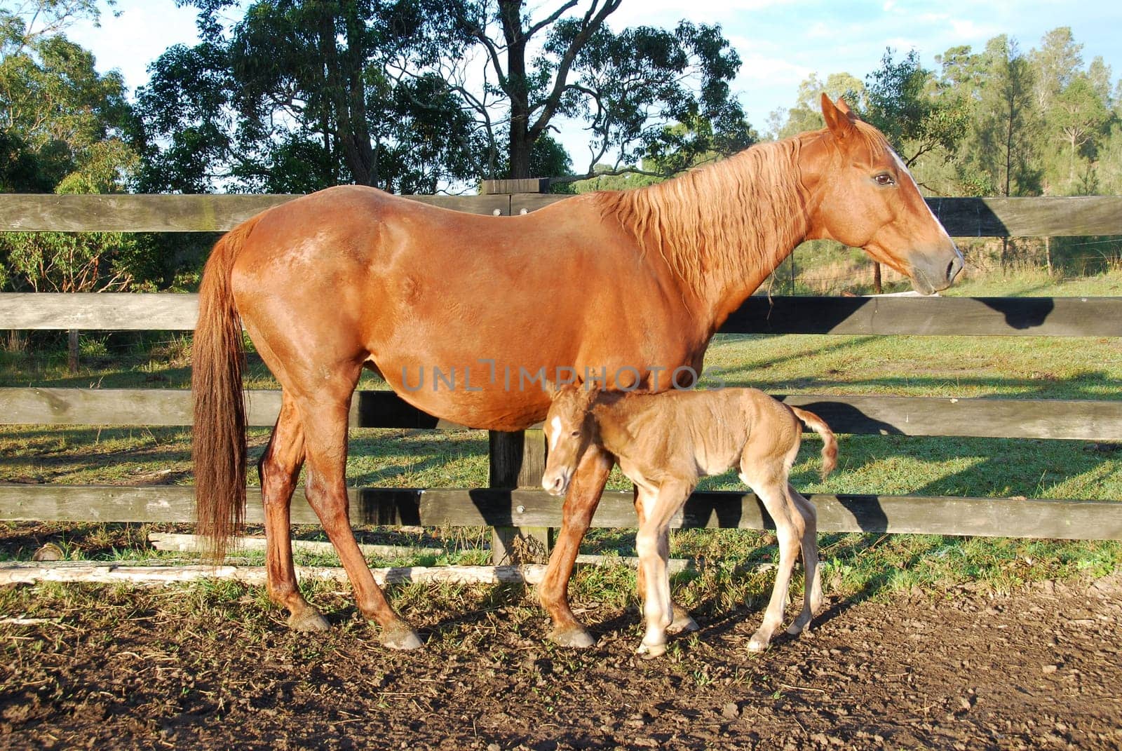 Mare with newborn foal 1 day old