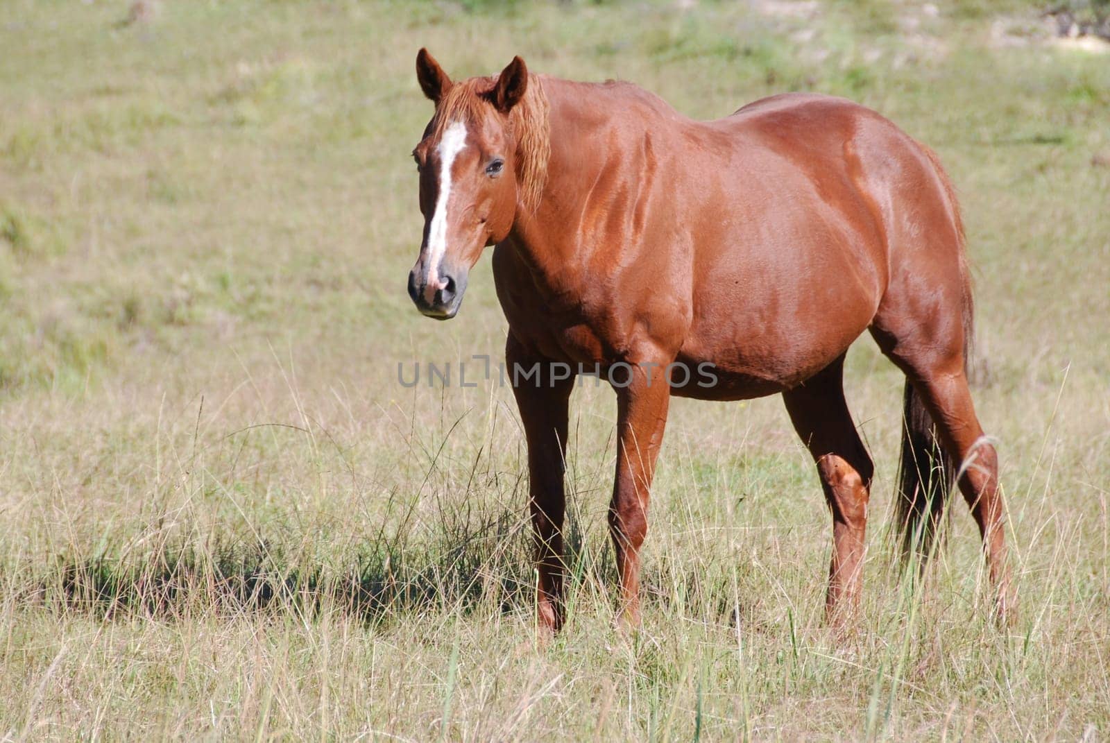 Mare about to give birth