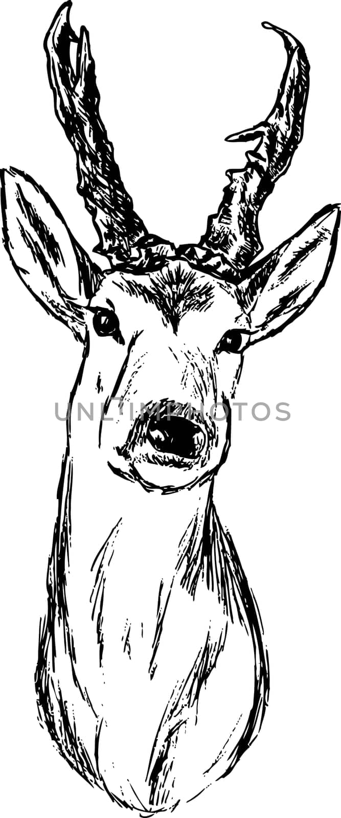 roe-deer