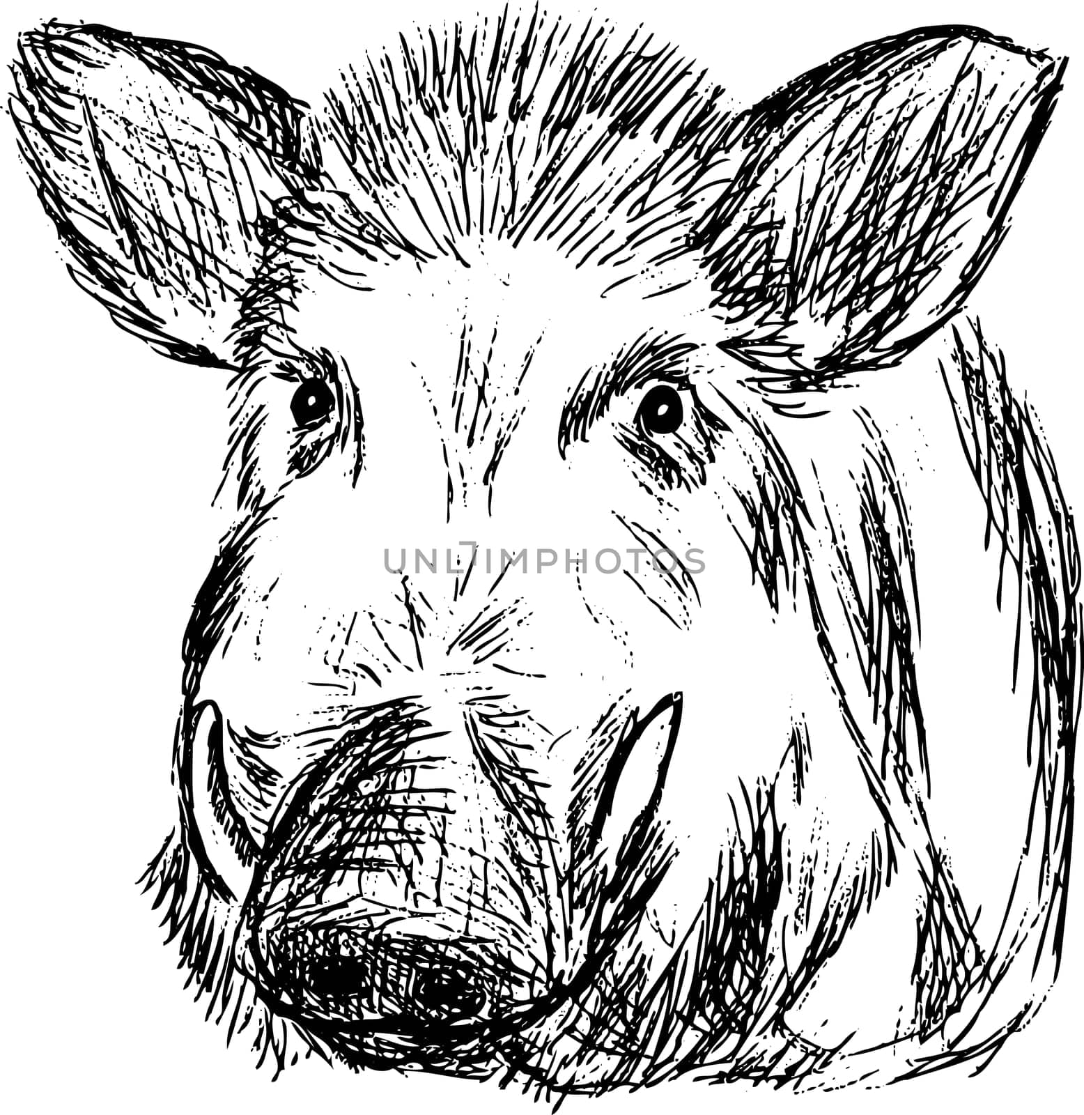 wild boar