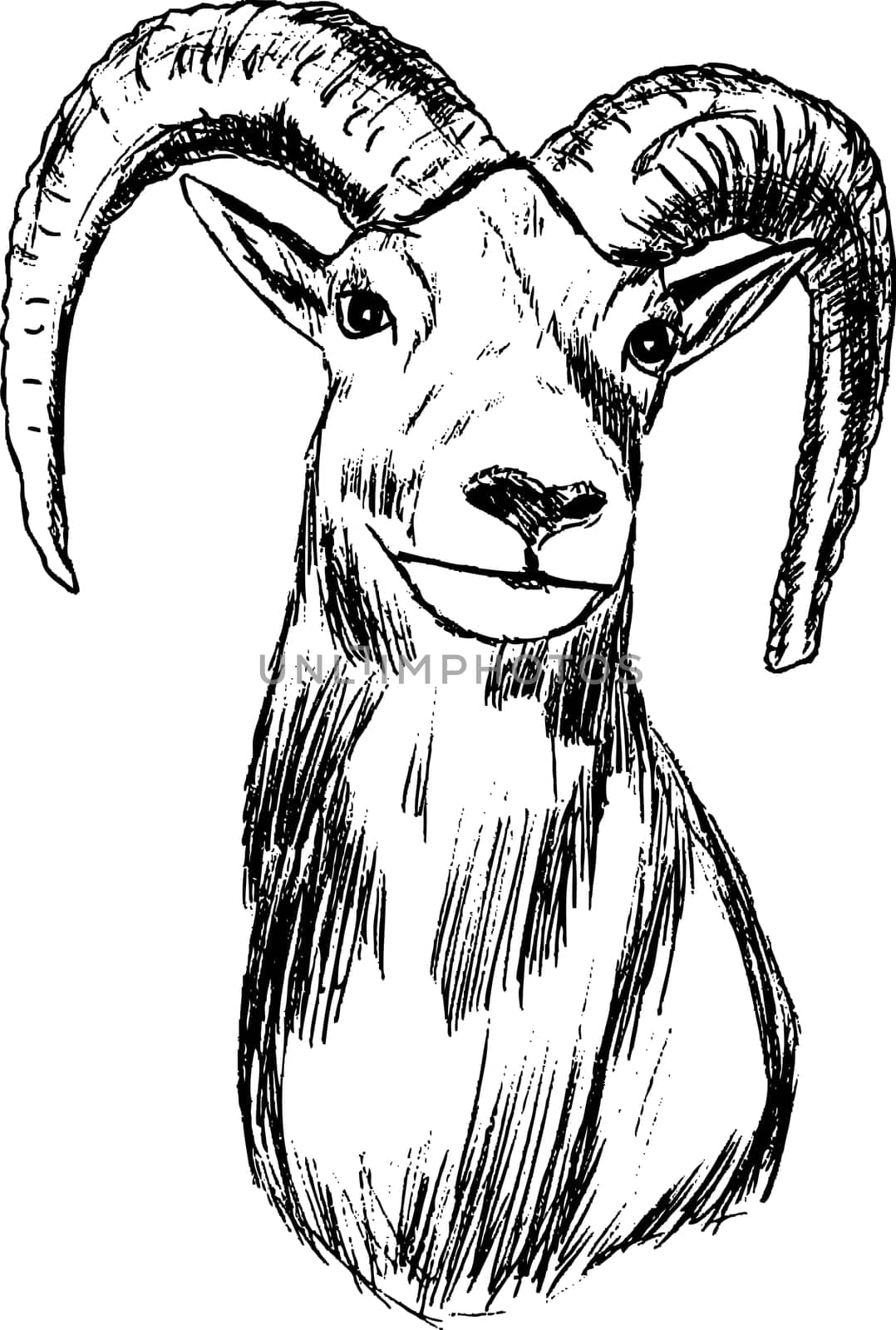 mouflon