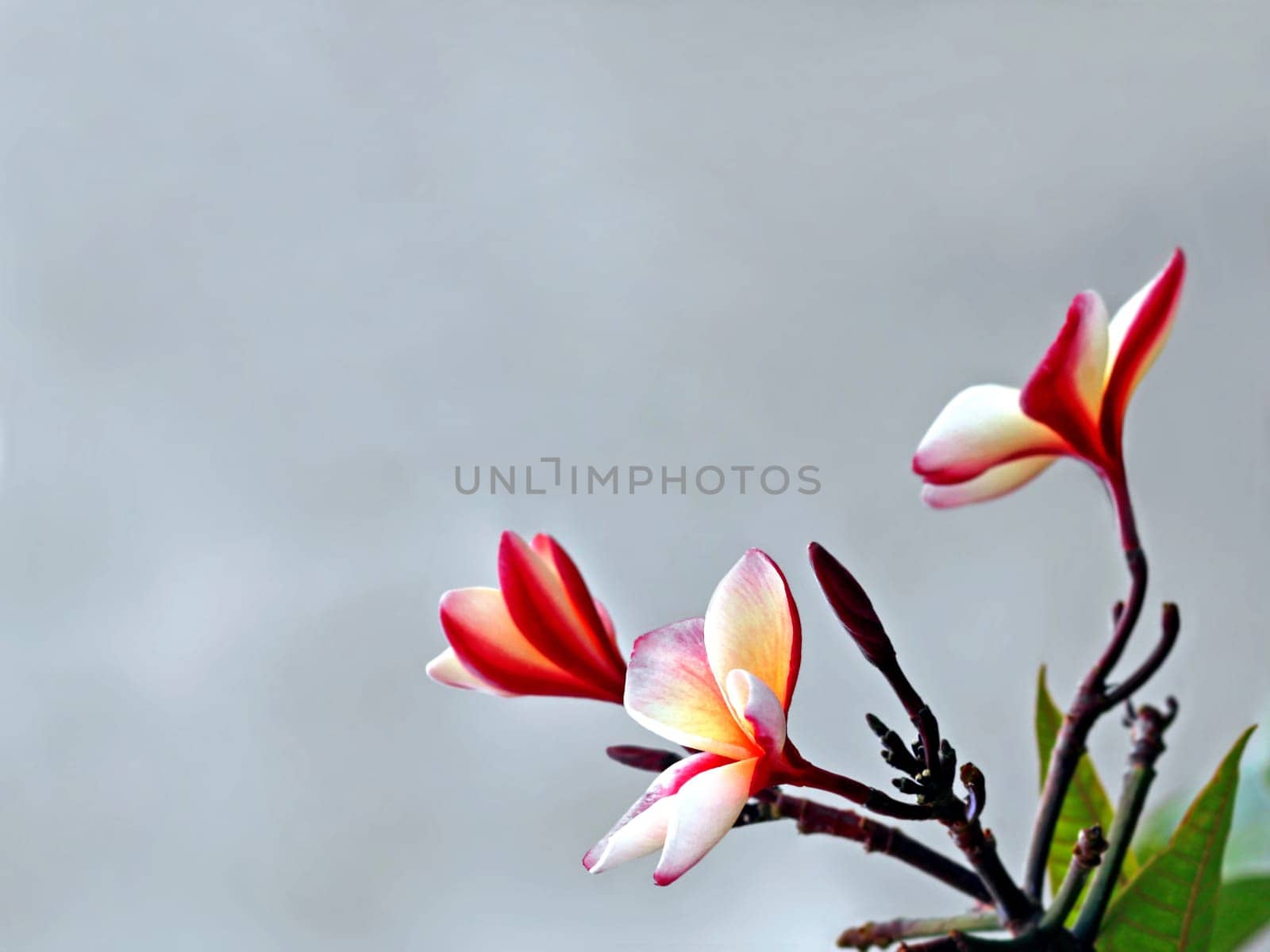 Plumeria rubra &#039 Carmen&#039