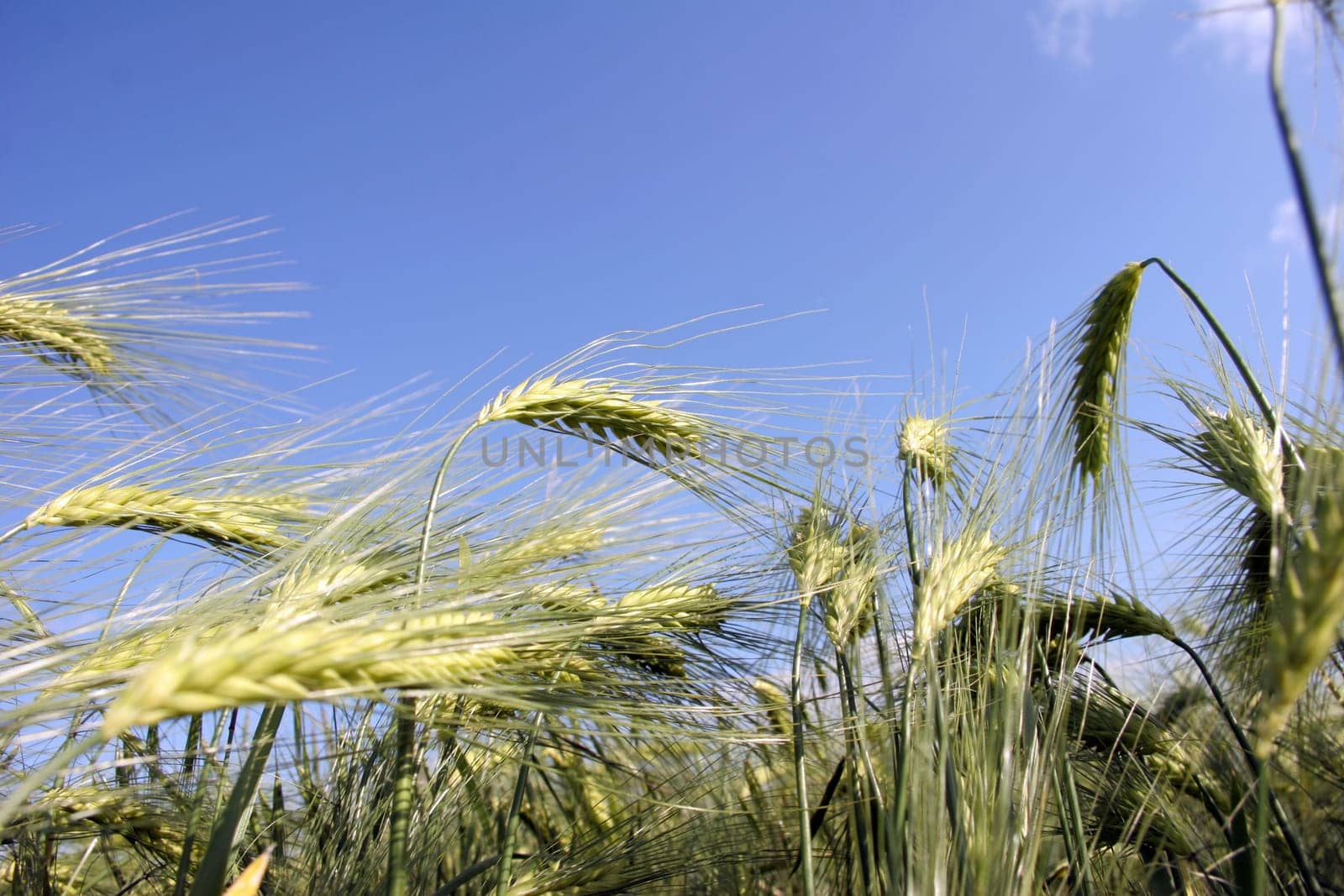 Cornfield
