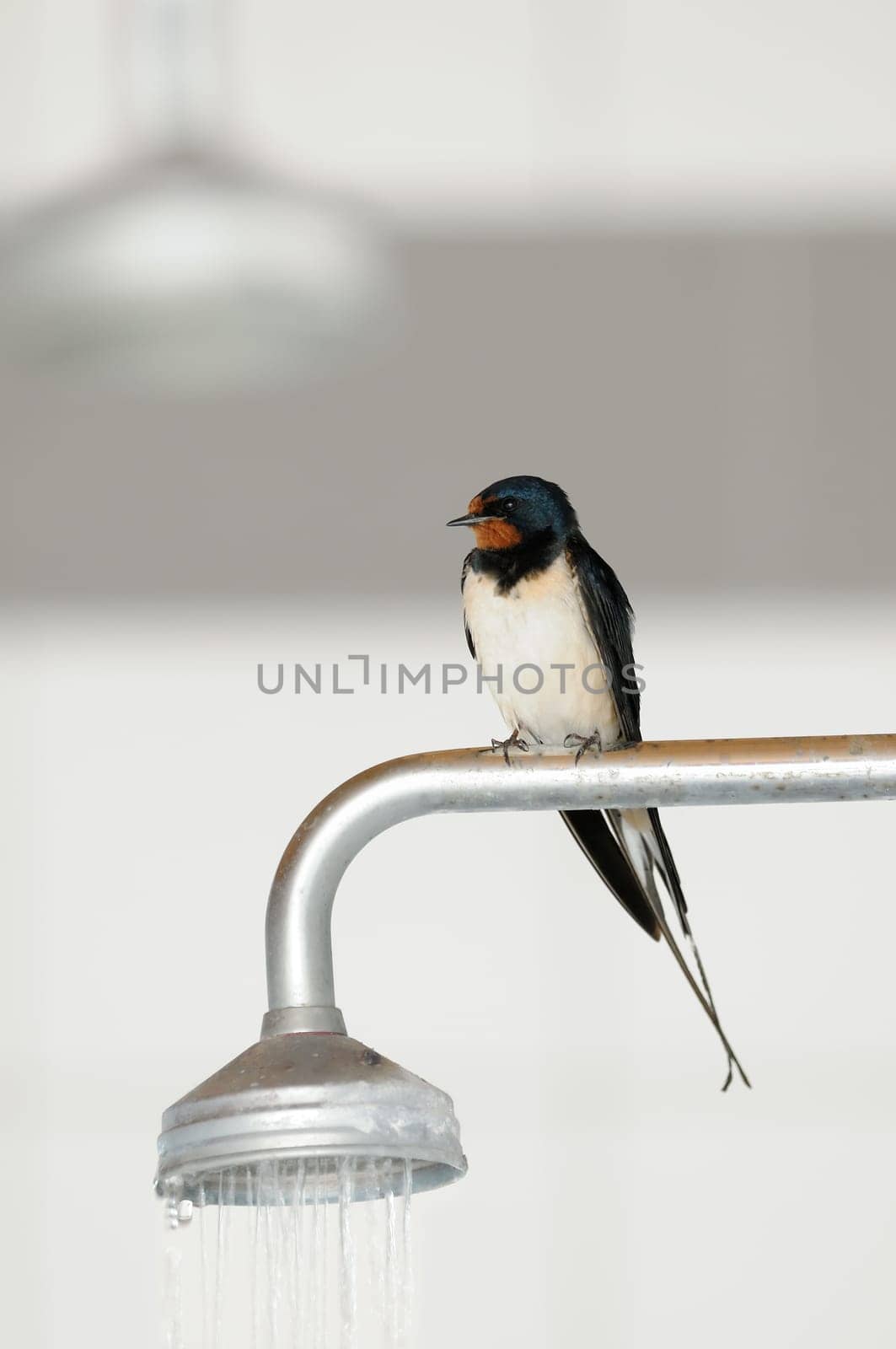 Barn swallow in the shower