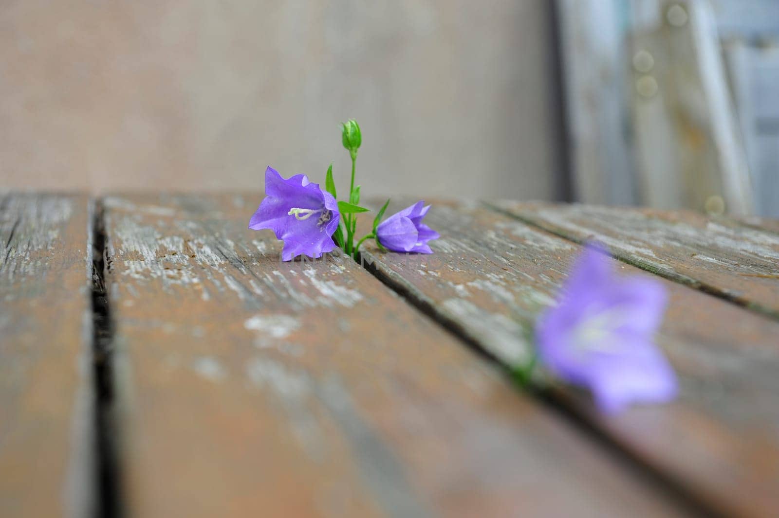 bluebells
