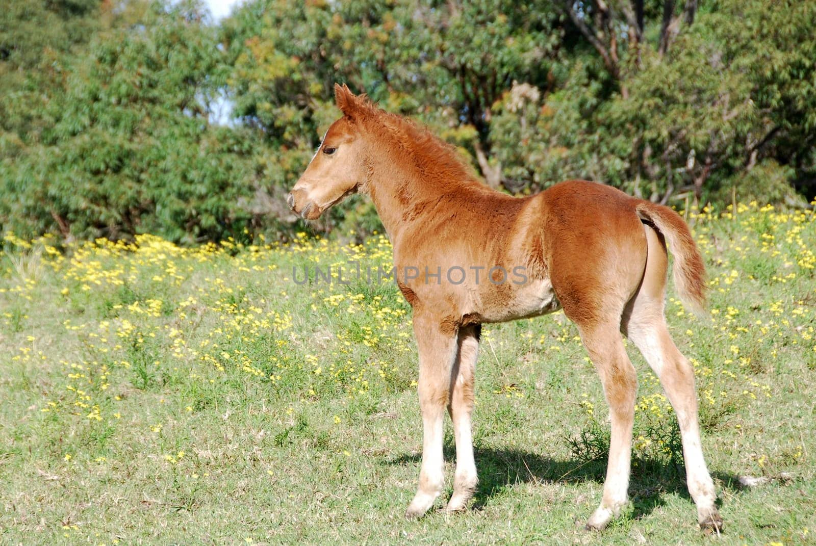 Foal in flower meadow