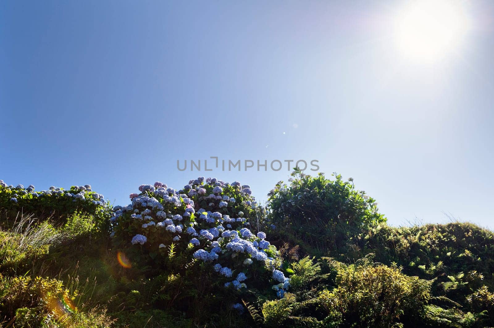 Hortensias in Faial, Azores