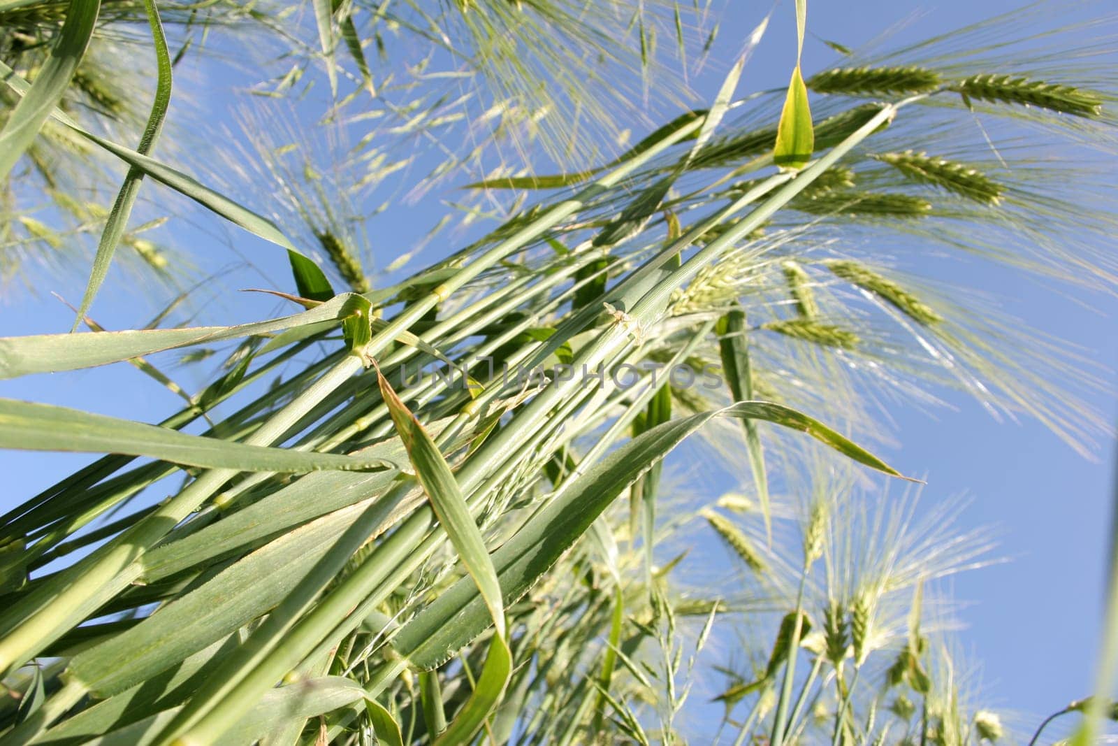 Cornfield 8