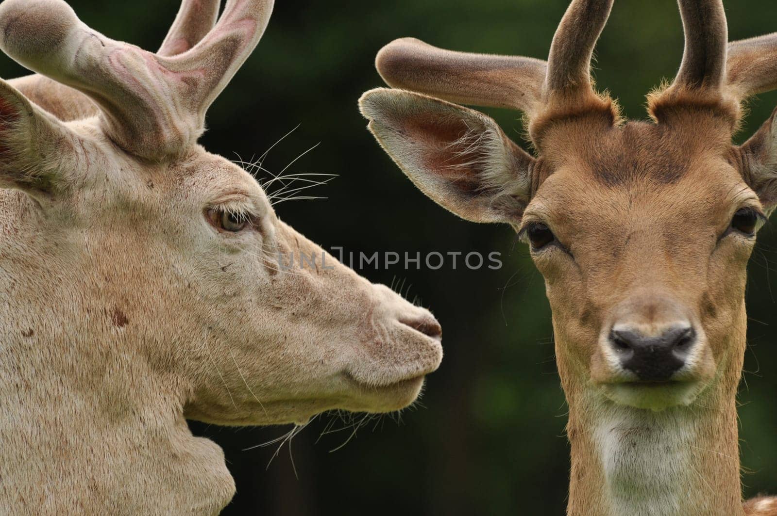 Two fallow deer