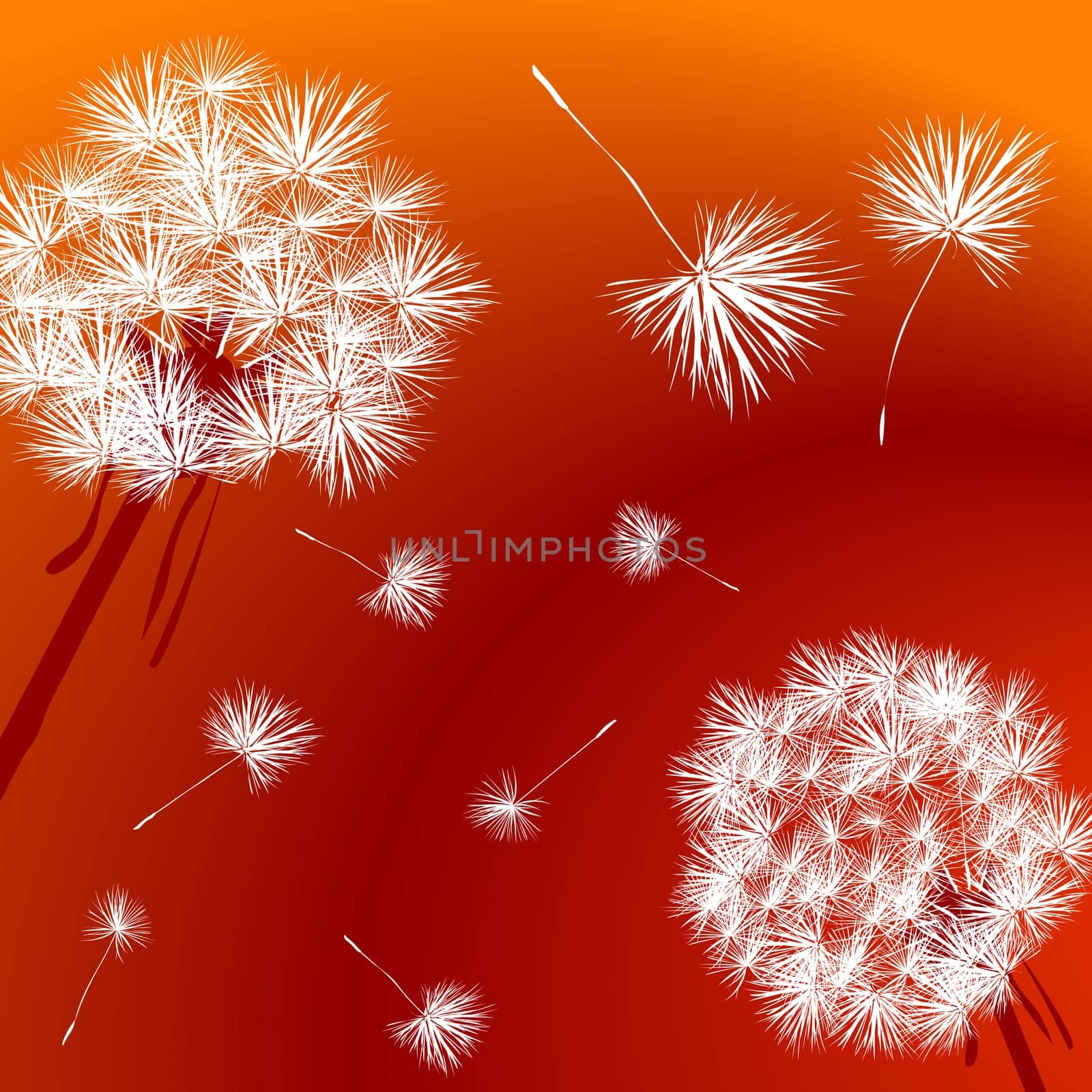 Dandelions