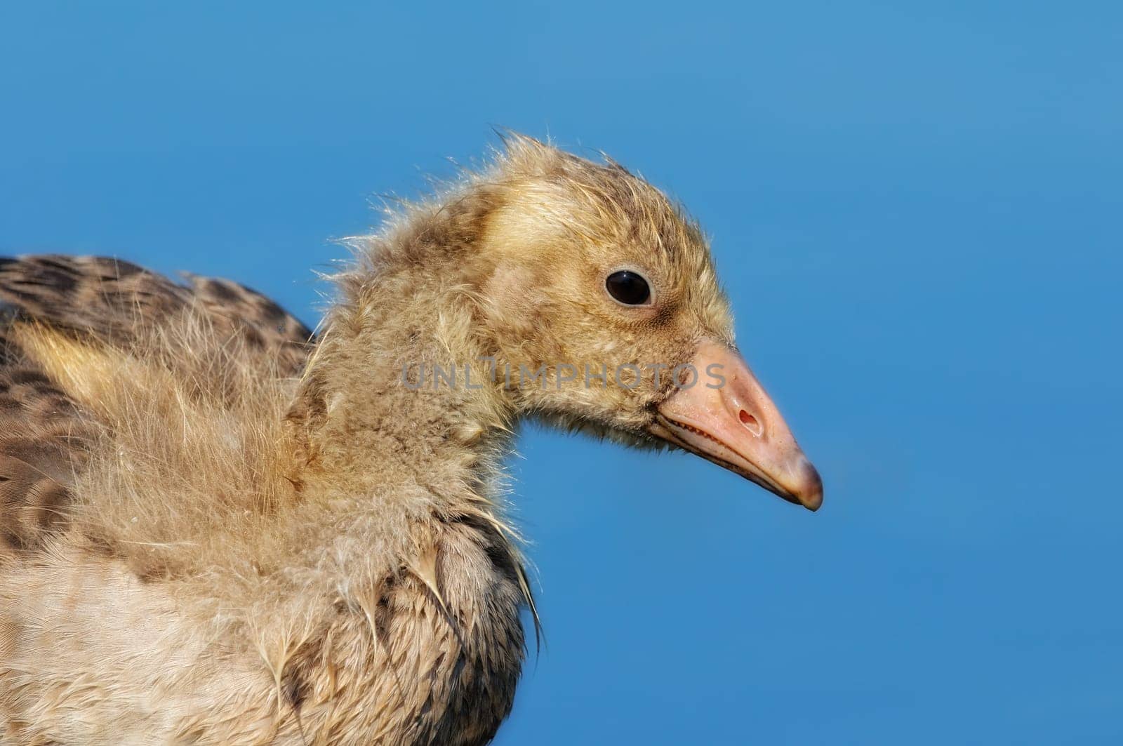 Young greylag goose about 10 weeks old