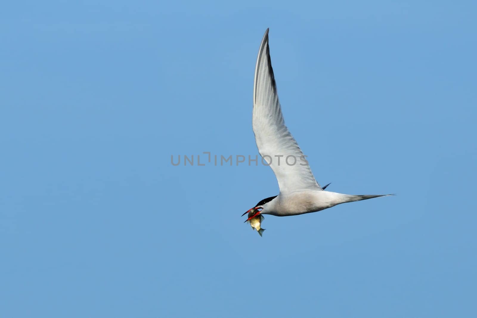 Common tern with fish