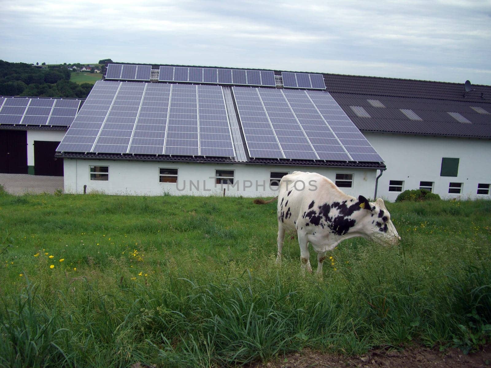 Solar panels on a stable