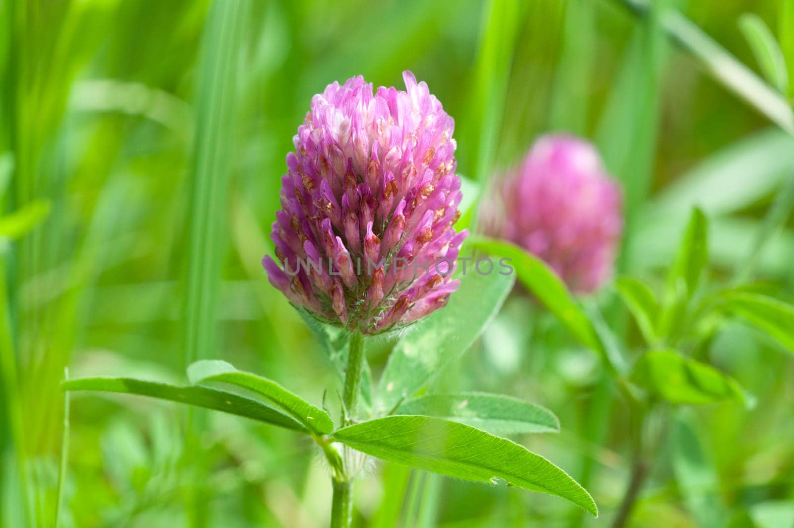 Clover - Trifolium