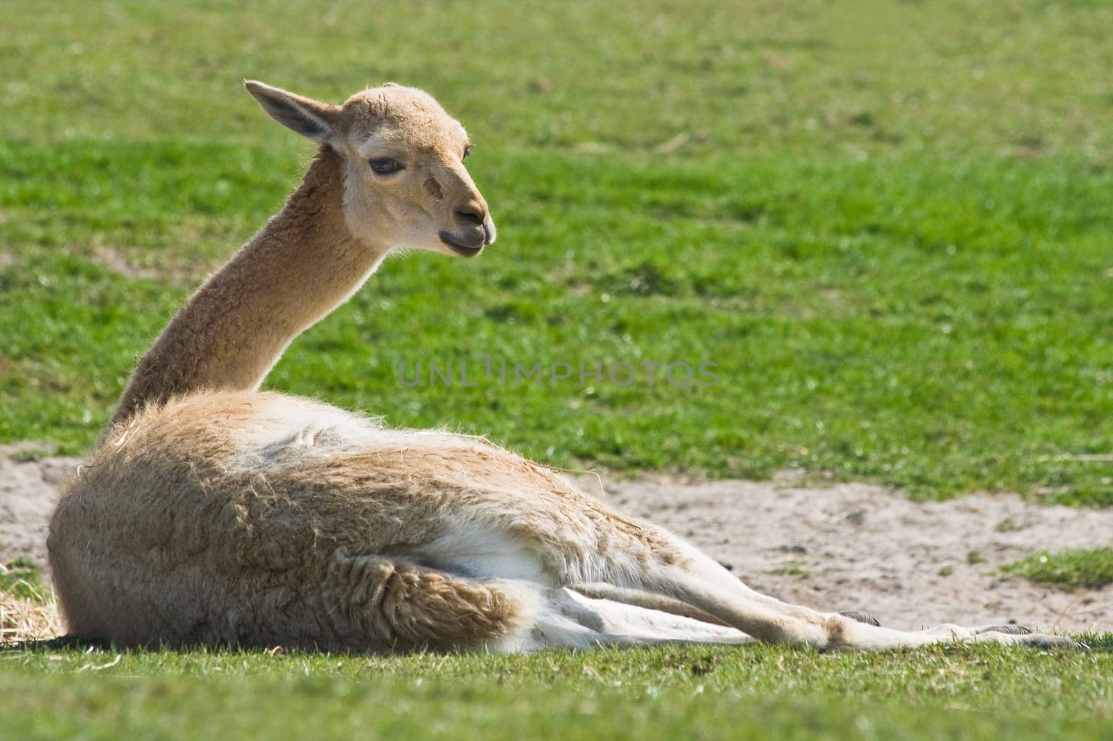 Vicuna resting