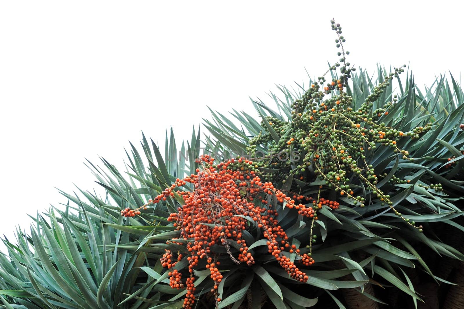Fauna of Madeira - Dragon tree, Dracaena draco