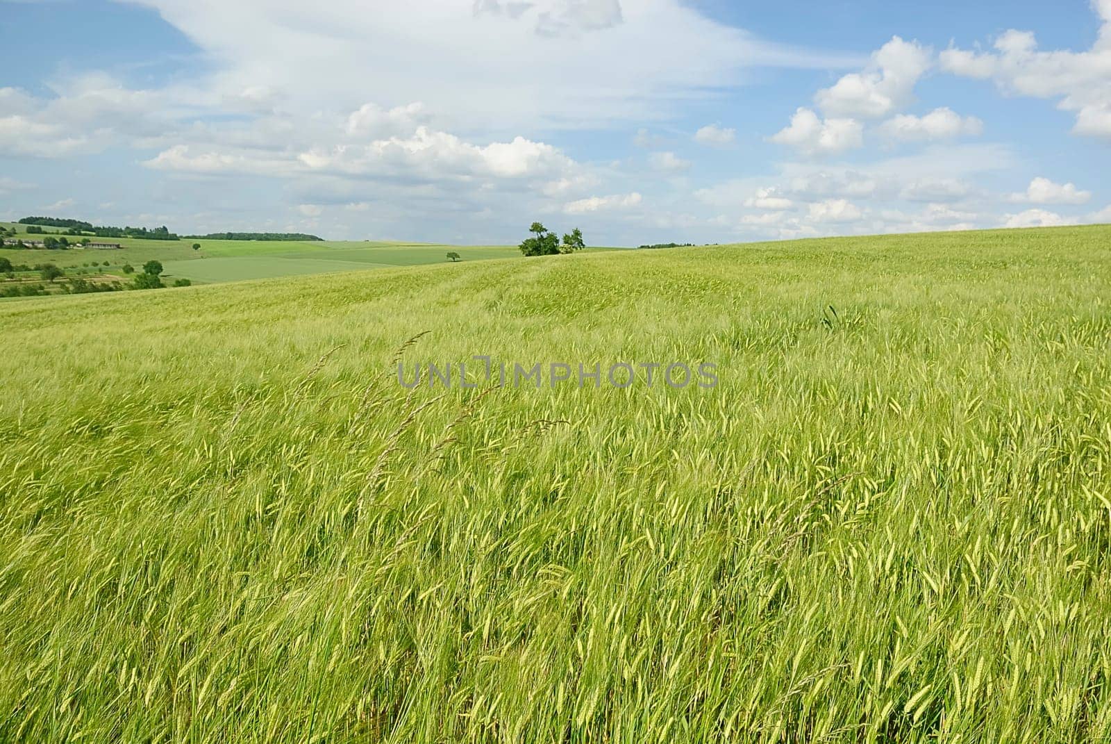 Grain and Sky 2